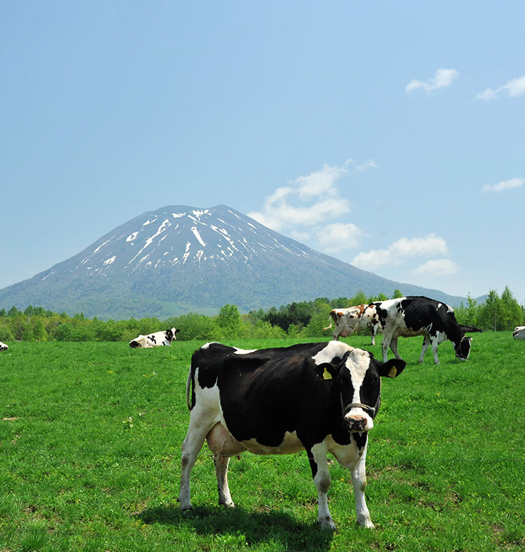 豊かな自然で行われる酪農風景