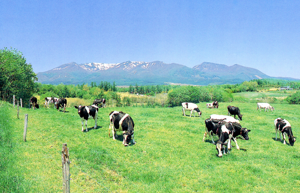 蔵王高原の自然豊かな環境で生産される、新鮮な生乳から乳製品を製造しています。