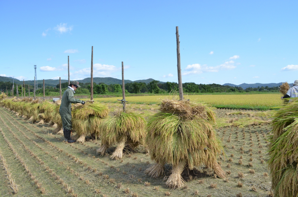 写真提供；宮城白石産ササニシキ復活プロジェクト・畦かえる