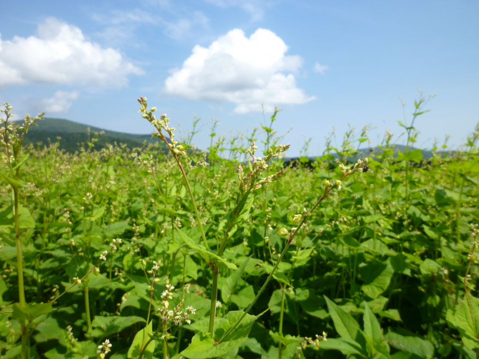 韃靼そばの花（写真提供：株式会社神門）