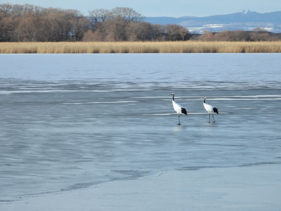 濤沸湖の湖畔にたたずむタンチョウ（写真提供：小清水町観光協会）