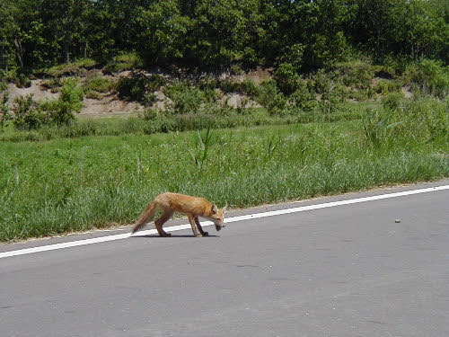 キタキツネがベイトを食べる様子（写真提供：オホーツクの村）