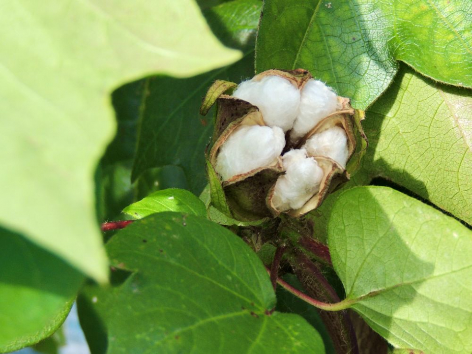 露地栽培のコットン。花が落ちたあとにできる「コットンボール」が乾燥し、開いた時の様子(提供:高橋農園)