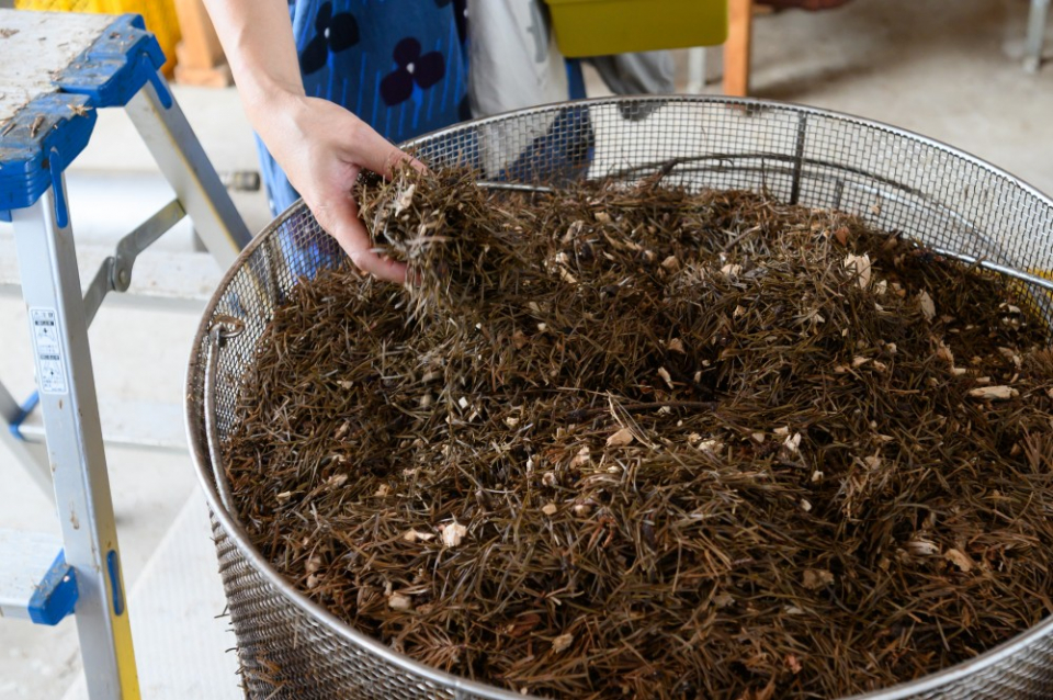 粉砕したトドマツの枝葉