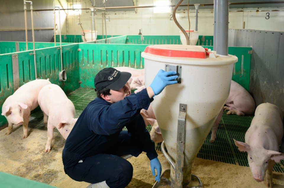 餌やり機の調整をする力石さん。豚たちが近寄ってきています。