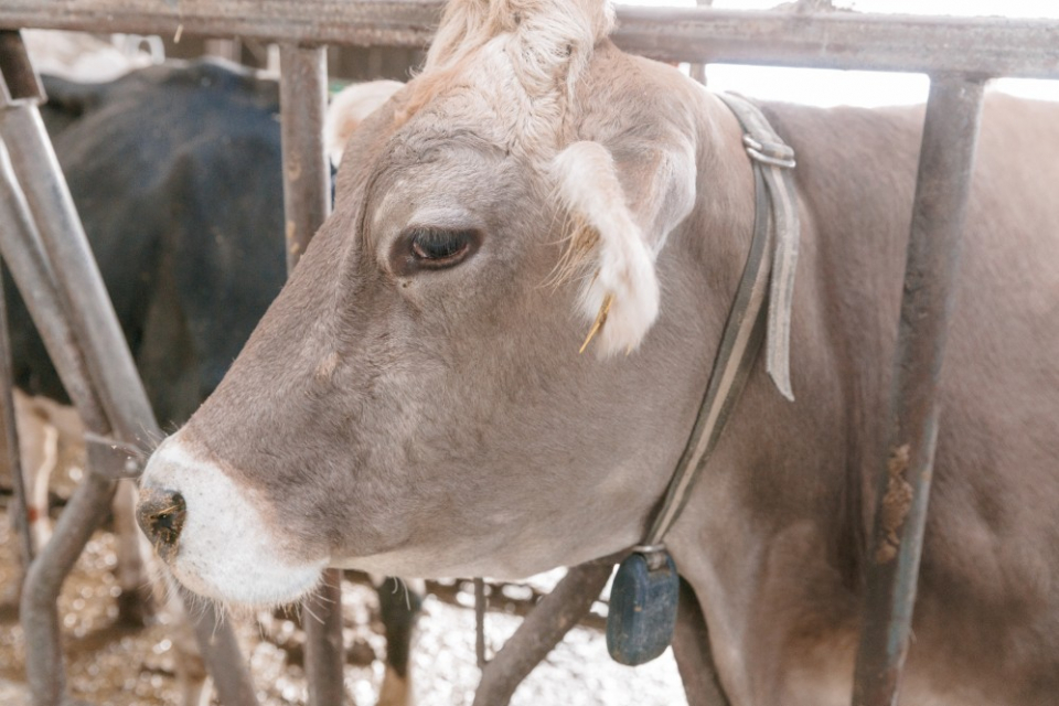 茶色の毛が綺麗なブラウンスイス
