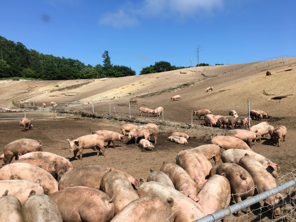 厚真町にある希望農場でのびのび育つ放牧豚　写真提供：ファーマーズファクトリー